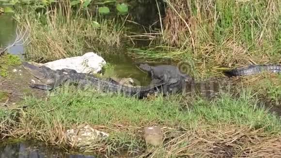 佛罗里达大沼泽地国家公园的美国鳄鱼群视频的预览图