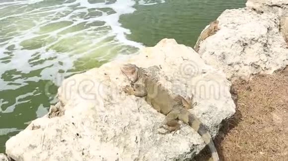 坐在石头上的绿色可爱的鬣蜥特写阿鲁巴岛视频的预览图