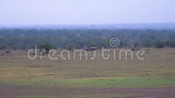 远处是稀有的白犀牛妈妈和肯尼亚的孩子视频的预览图