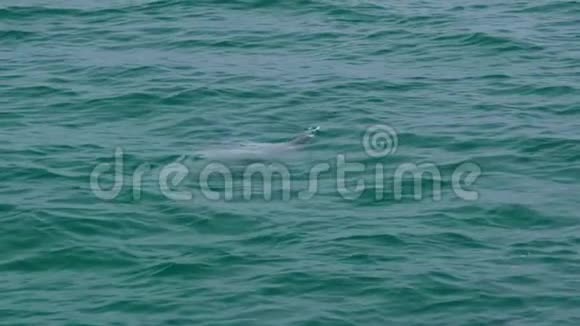 一只海豚在水里玩耍的镜头视频的预览图