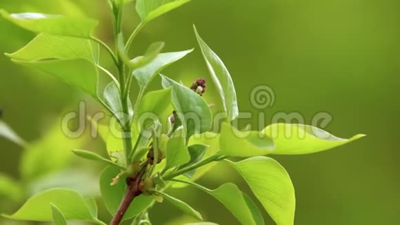 蓝色薄荷甜菜可能是金菊薄荷叶甲视频的预览图