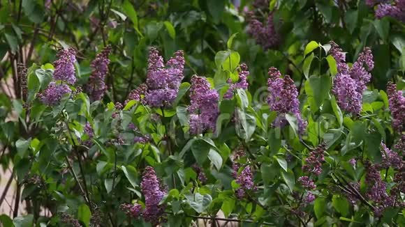 利拉克带野鸟歌的丁香或注射器五颜六色的紫色紫丁香开着绿叶花卉图案利拉茨背视频的预览图