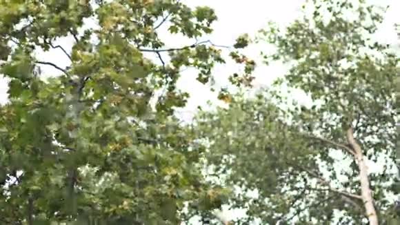 雨中的枫树UHD4K视频的预览图