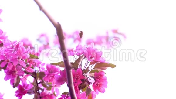 蜜蜂在开花的粉红色树枝上采集花蜜特写镜头慢镜头视频的预览图