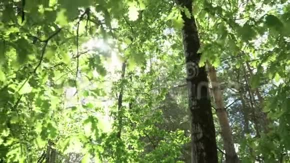 山湖岸边的橡树林闭合远距离射击视频的预览图
