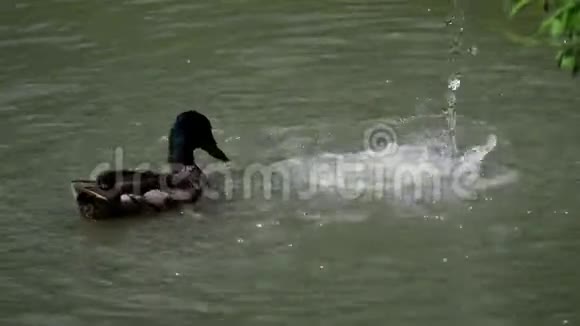 雌鸭和泼水池视频的预览图