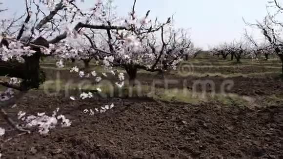 开花的杏花园摄像机的移动视频的预览图