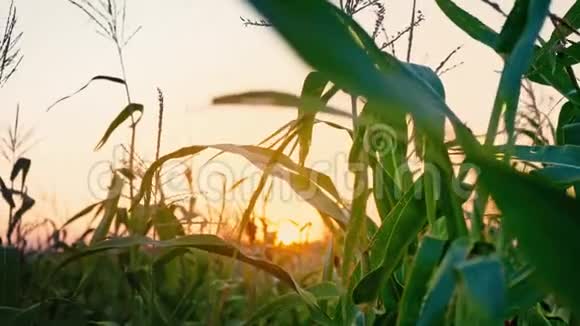 玉米地日落太阳落在地平线上黄昏在田野里黄昏的风景视频的预览图