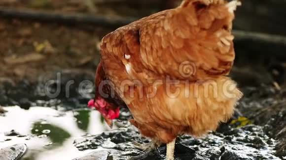 免费的母鸡在泥里觅食视频的预览图