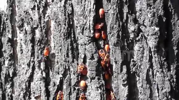 很多萤火虫坐在树皮上视频的预览图