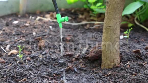 在园林和农场内滴灌系统用水节约水分和养分慢慢滴到植物的根部视频的预览图