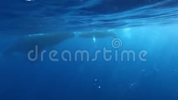 潜水员在海洋水下拍摄座头鲸母鲸和幼鲸的照片视频的预览图