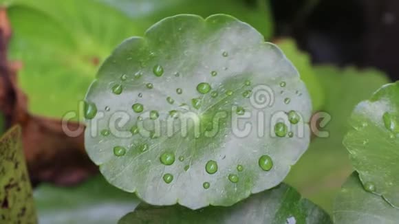 水滴在Centella植物上叶子漂浮在水上随风移动视频的预览图