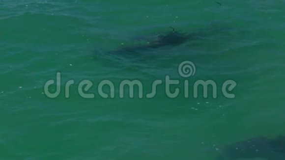 三只海豚一起游泳视频的预览图