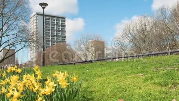 伦敦盖登大厦与水仙花视频的预览图
