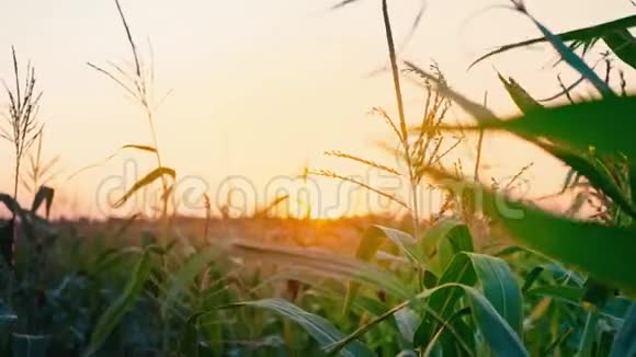 玉米地日落太阳落在地平线上黄昏在田野里黄昏的风景视频的预览图