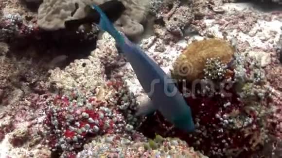 鹦鹉鱼在马尔代夫惊人的海底背景下吃水下珊瑚视频的预览图
