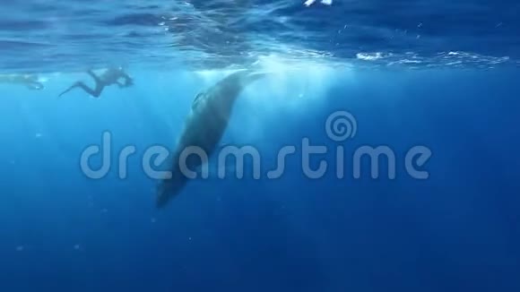 驼背鲸尾在蓝色太平洋水下击败潜水员摄影师视频的预览图