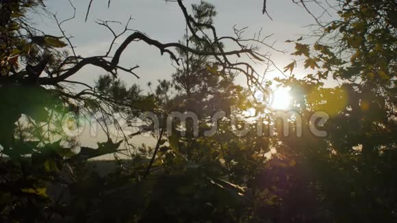 傍晚时分灿烂的阳光透过树枝枫树和云杉视频的预览图