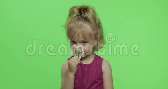 女孩捧着洋甘菊的花微笑着快乐的四岁女孩色度键视频的预览图