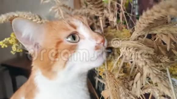 红白猫吃干黑麦耳朵视频的预览图