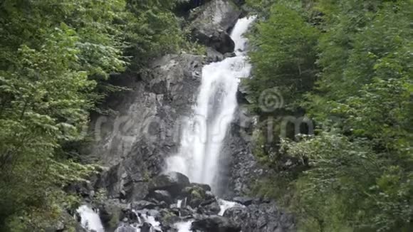 高加索山脉中的瀑布被许多松树和灌木所包围最终汇入山河视频的预览图
