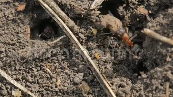 蚂蚁在地洞附近奔跑大型和特写昆虫视频的预览图