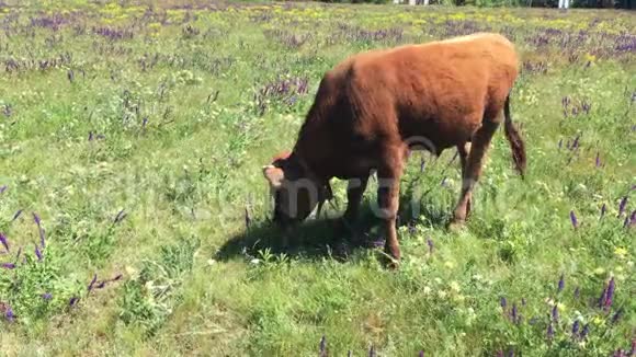 在夏季开花的草地和放牧中拴着牛犊视频的预览图