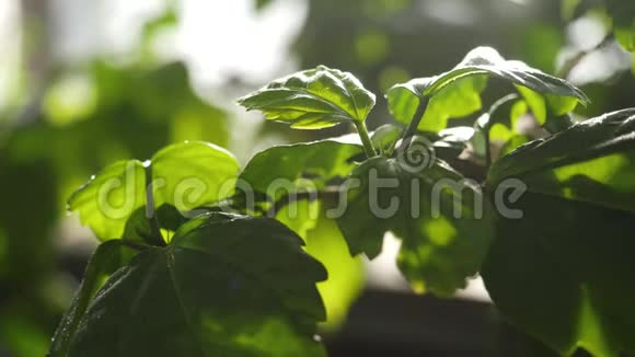 特写绿叶洒水阳光照射下水滴中绿色多汁的植物叶子视频的预览图