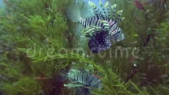 鱼鱼鱼在红海的软绿珊瑚里视频的预览图