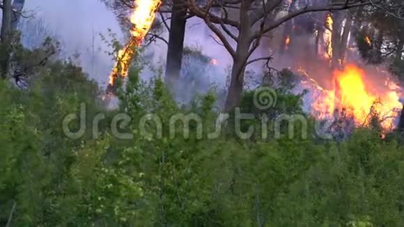 森林里的火灾风暴视频的预览图