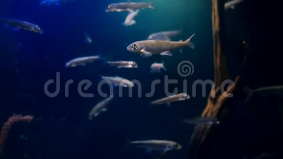 哈辛鱼在室内的大型水族馆里游泳视频的预览图
