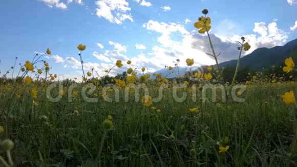 草地上的黄色野花视频的预览图