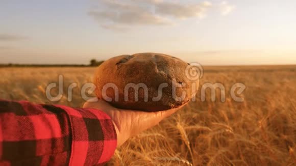 手掌上有一块面包在阳光下雌性手中的面包在麦田上新鲜黑麦面包视频的预览图