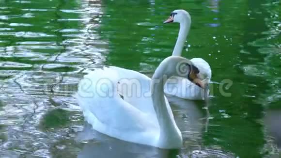 一对白色天鹅在水中游泳天鹅在池塘里游泳动作缓慢视频的预览图