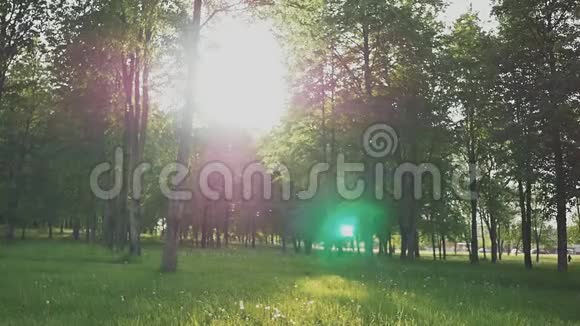 一对浪漫的情侣在阳光的照射下在绿树之间的空地上它们捕捉飞来的蒲公英夏天快乐视频的预览图