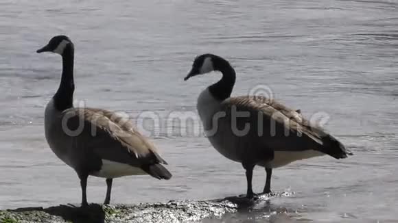 佐治亚州查塔霍切河靠近两个加拿大鹅在原木上晒太阳视频的预览图
