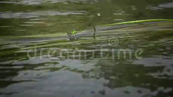 蜻蜓在南布格河水生植物上产卵视频的预览图