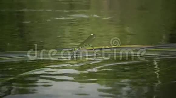 蜻蜓在南布格河水生植物上产卵视频的预览图
