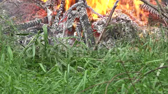 火焰摧毁自然界的动植物4K视频的预览图