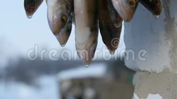 许多小淡水鱼在冬天捕鱼后挂在绳子上干燥视频的预览图
