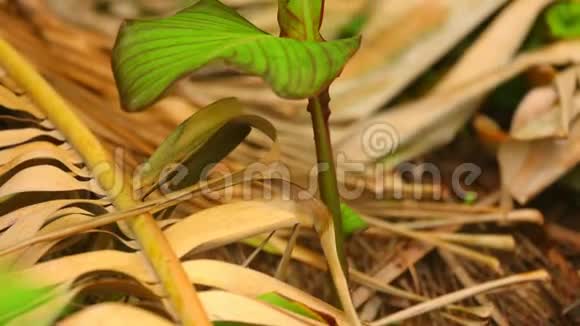 美人蕉百合植物叶片细节拍摄摄像视频的预览图