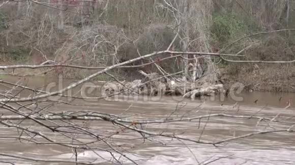 乔治亚州查塔霍切河河对岸的死树视频的预览图