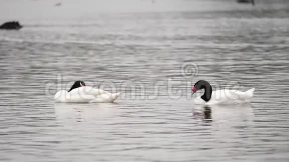 一对黑颈天鹅清理它们的羽毛在湖上游泳微风吹拂视频的预览图