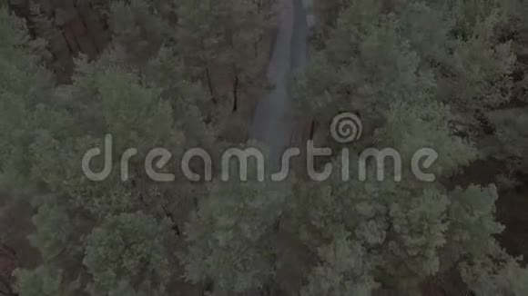 飞越松树林公园公路空中勘测春天公园树林视频的预览图