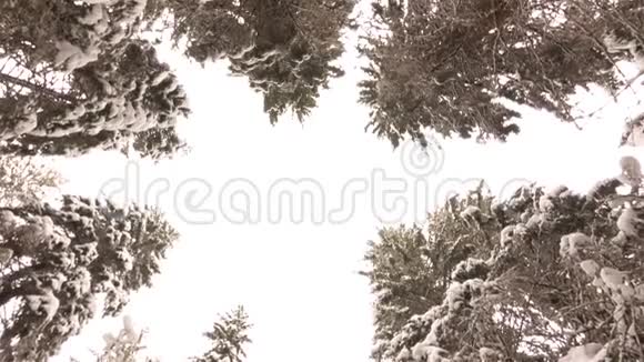 冬季森林中覆盖雪的松树枝视频的预览图