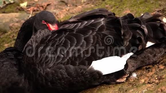 黑天鹅在湖岸上睡觉把它的喙藏在翅膀下视频的预览图