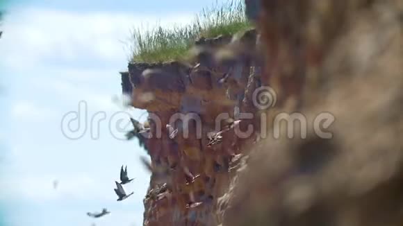 在阳光明媚的日子里一群燕子在海边的悬崖边飞翔视频的预览图