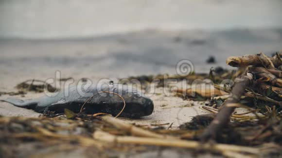 臭死鱼腐烂在污染的海岸有毒废物危害自然视频的预览图