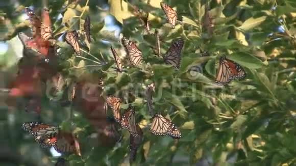 帝王蝴蝶迁徙集群视频的预览图